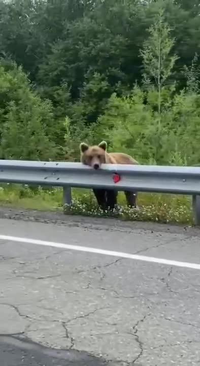 🐻 Подайте Христа ради… на берлогу ипотека 🐻 Подайте Христа ради… на берлогу ипотека