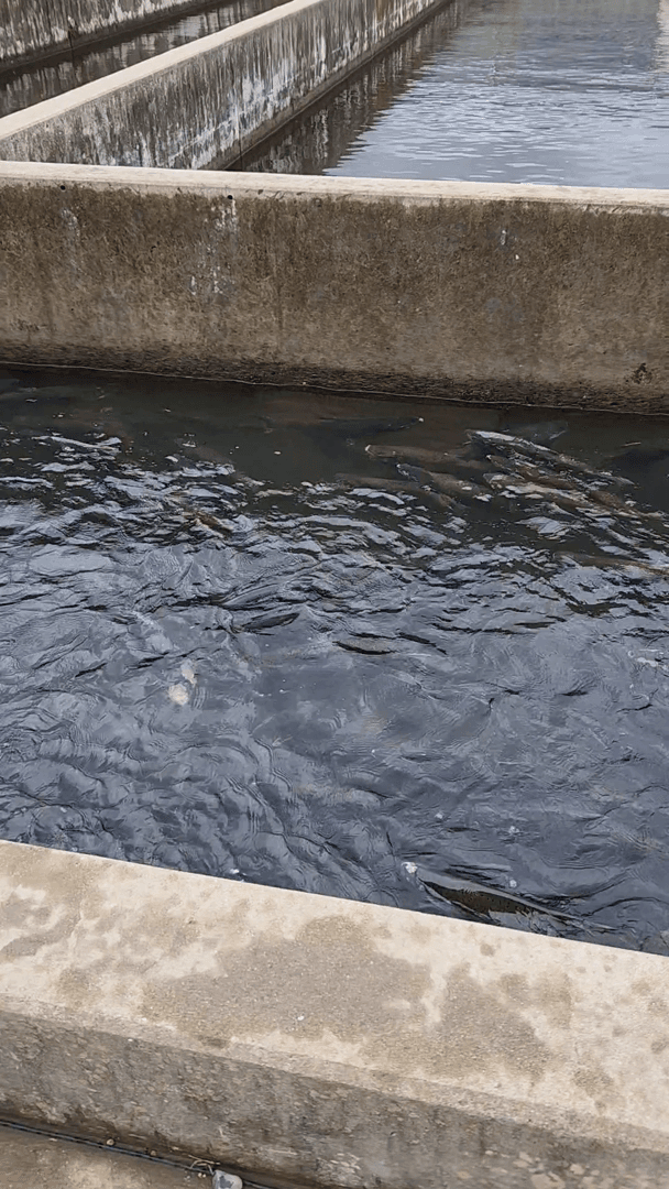 Salmon farm Salmon farm