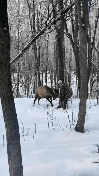 Russian hunter and a red deer. Hand-to-hand combat…
Many so-called animal defenders, after watching this video, would start to panic. "A bloodthirsty hunter mocks and to