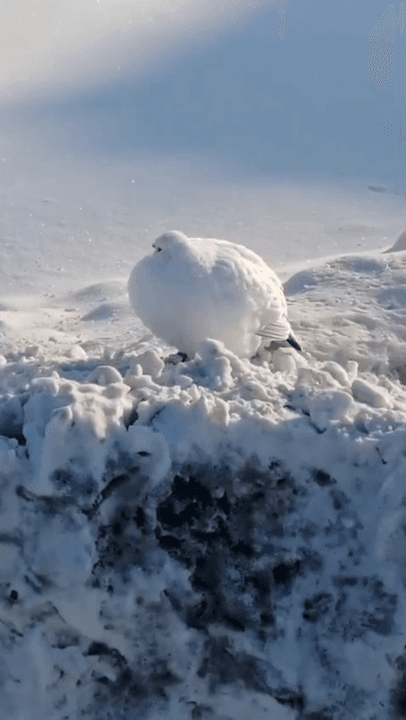 The Enigmatic White Ptarmigan (Lagopus lagopus): A Master of Arctic Survival
The White Ptarmigan, scientifically known as Lagopus lagopus, is a fascinating bird that t