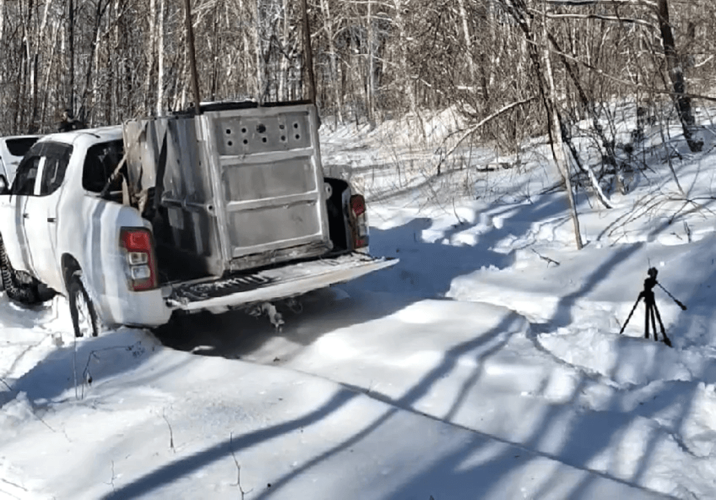 Tiger Dog Hunter Is Released. Watch the video.
An impressive video of the Ministry of Natural Resources and Environment releasing Amur tiger recently captured in the Kha