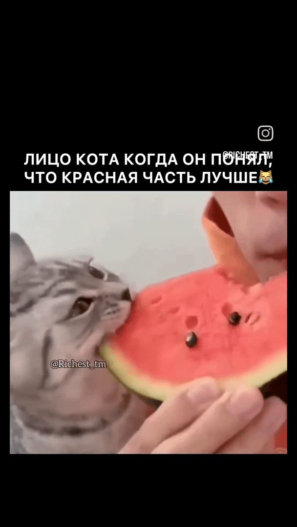 Funny cat) unusual pet)