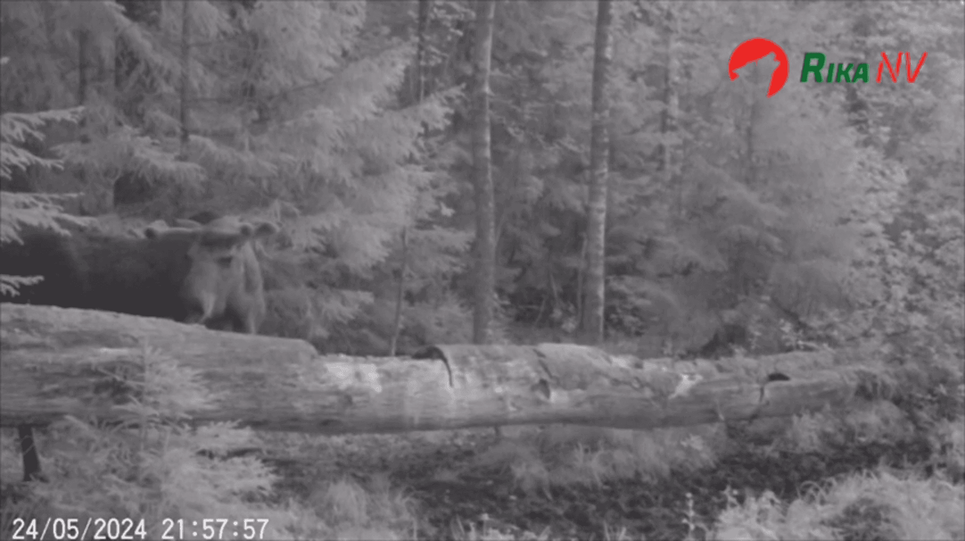 Nastavljamo dijeliti materijale Igora Krola iz zemalja📸🦌 Nastavljamo dijeliti materijale Igora Krola iz zemalja📸🦌