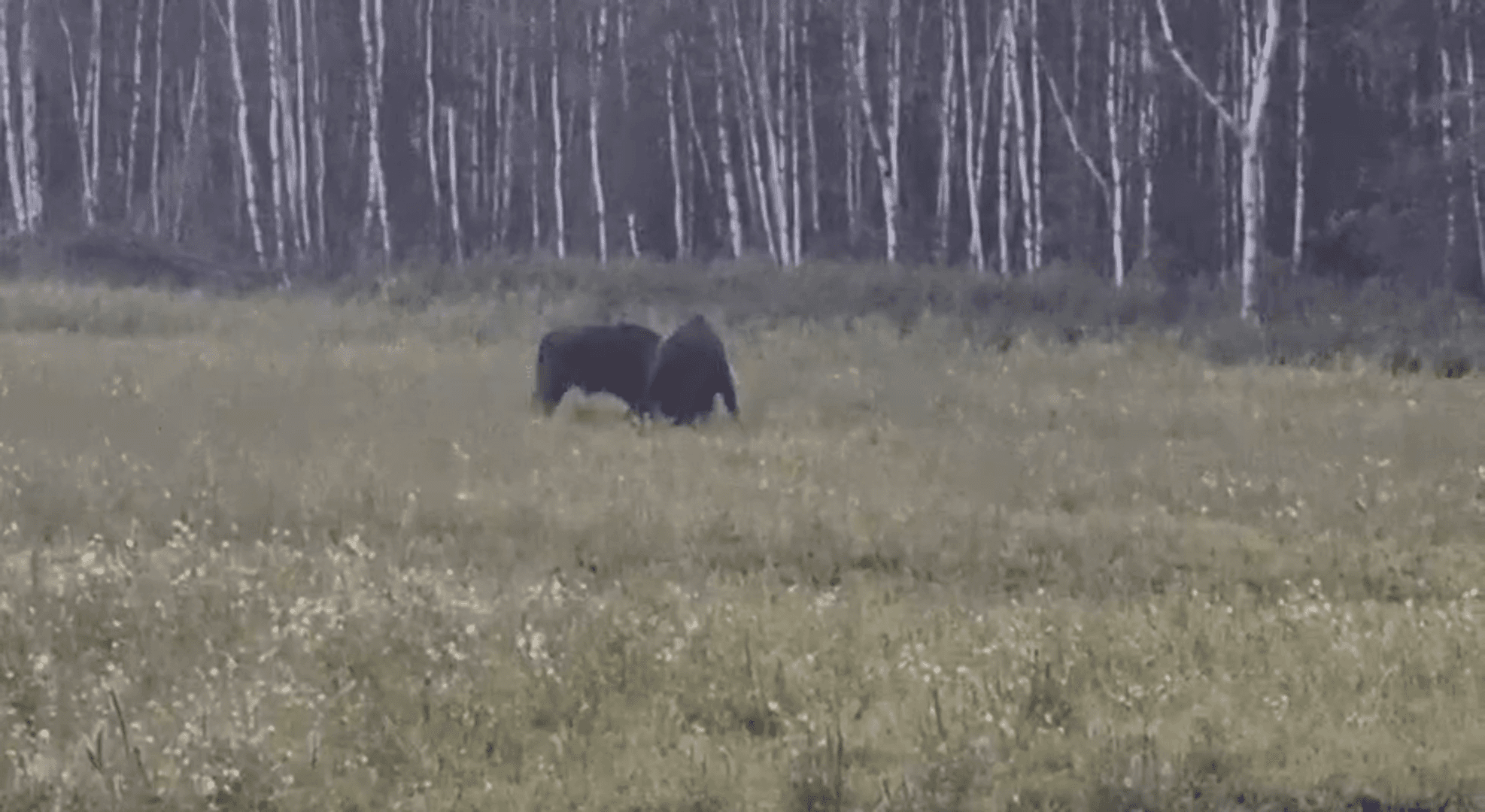 В Новогрудском районе схлестнулись два зубра
Во время проведения охотничьего тура гости Новогрудского лесхоза стали свидетелями встречи двух зубров, величественных обитат