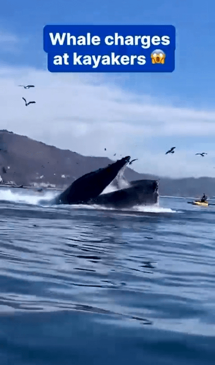 A breaching humpback whale knocked two kayakers into the water near Avila Beach, California. No one was injured in the capsize, according to reports. This footage, record