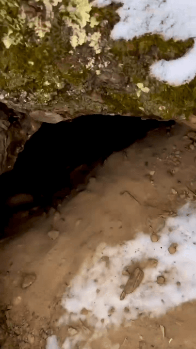 It was as well hidden as a bear's den.