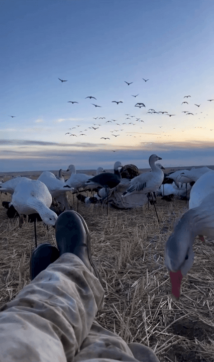 Goose hunting in Canada is a cherished tradition, deeply ingrained in the country's rich outdoor heritage. Hunters from across North America flock to the vast wetlands an