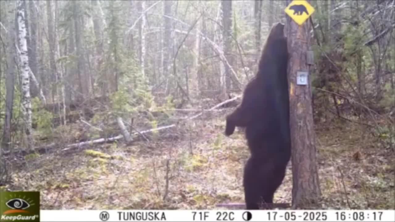 В сети завирусилось забавное видео из Тунгусского заповедника
Там медведь устроил танцы у дерева