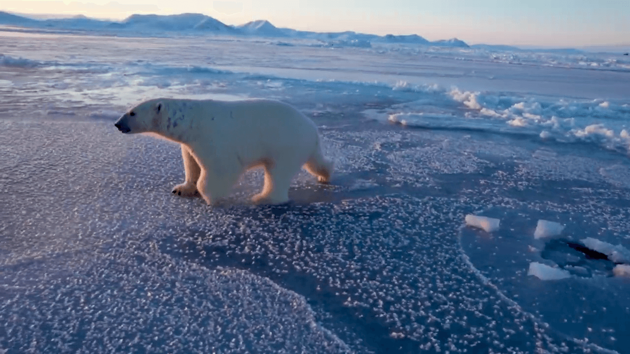 The polar bear is qualifying for the 2026 Olympic Games. The Arctic Figure Skating School.
The 2026 Winter Olympic Games (in Italian: Olimpiadi invernali del 2026), offi
