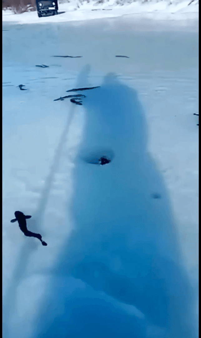 Burbot. Is it hunting or fishing?
The burbot (Lota lota), often referred to as "gelod" in Russian, is a fascinating fish species that thrives in the cold, freshwater riv
