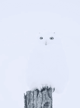 The snowy owl (Bubo scandiacus), also known as the polar owl, the white owl and the Arctic owl, is a large, white owl of the true owl family. Snowy owls are native to the