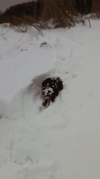 И произнес мне бобер: «Ну все, давай, я попер…»