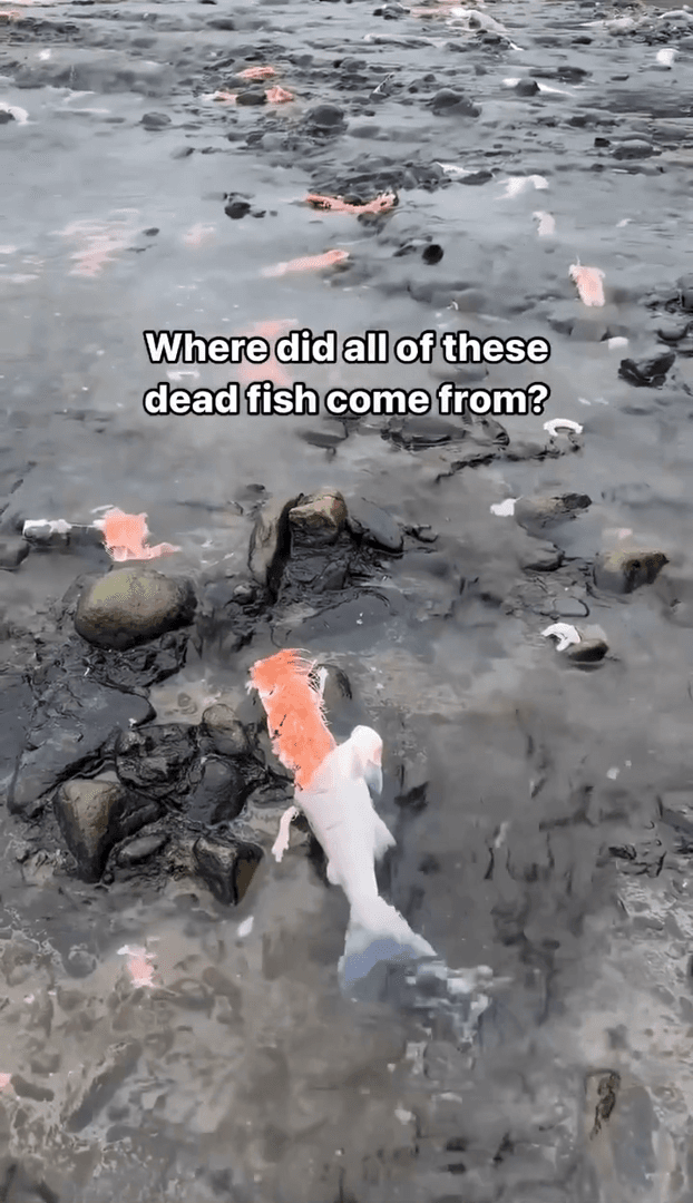 Who is the best salmon hunter?