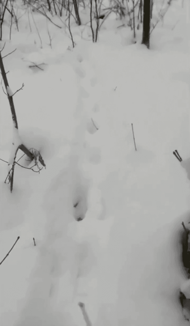 Русская охота на кабана…