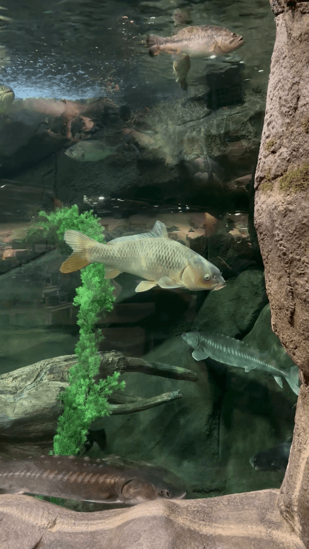 Our fish Our fish