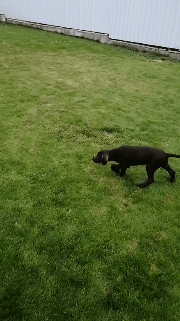 Training hunting dog puppies is an essential step in cultivating their natural instincts and preparing them for a successful future in the field. The key to effective tra