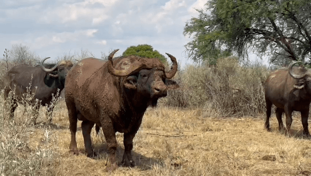 The most ferocious of the big five
Hunting for African 🐂 buffalo according to the classics: find tracks and the right buffalo places, honestly walk many kilometers in t