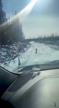 What happens if you see a lynx and turn on the "cry of a wounded hare" right in the car?
It was good that the window was closed.