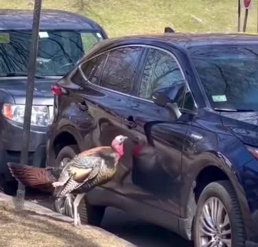 Turkey-related damage
American insurance companies occasionally include a specific clause for “turkey-related damage” in their policies — a quirky but very real provisio