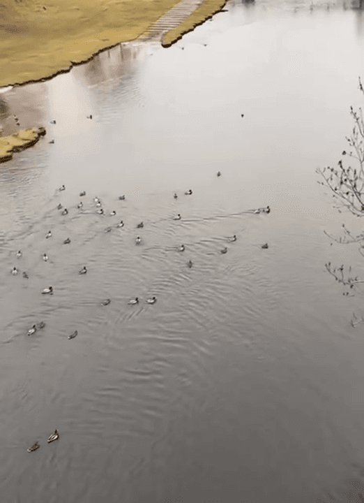 In Czech Republic, you can feel like Snow White just by going out to feed ducks on a riverside.
There really is a lot of game in the Czech Republic, but hunting is inter