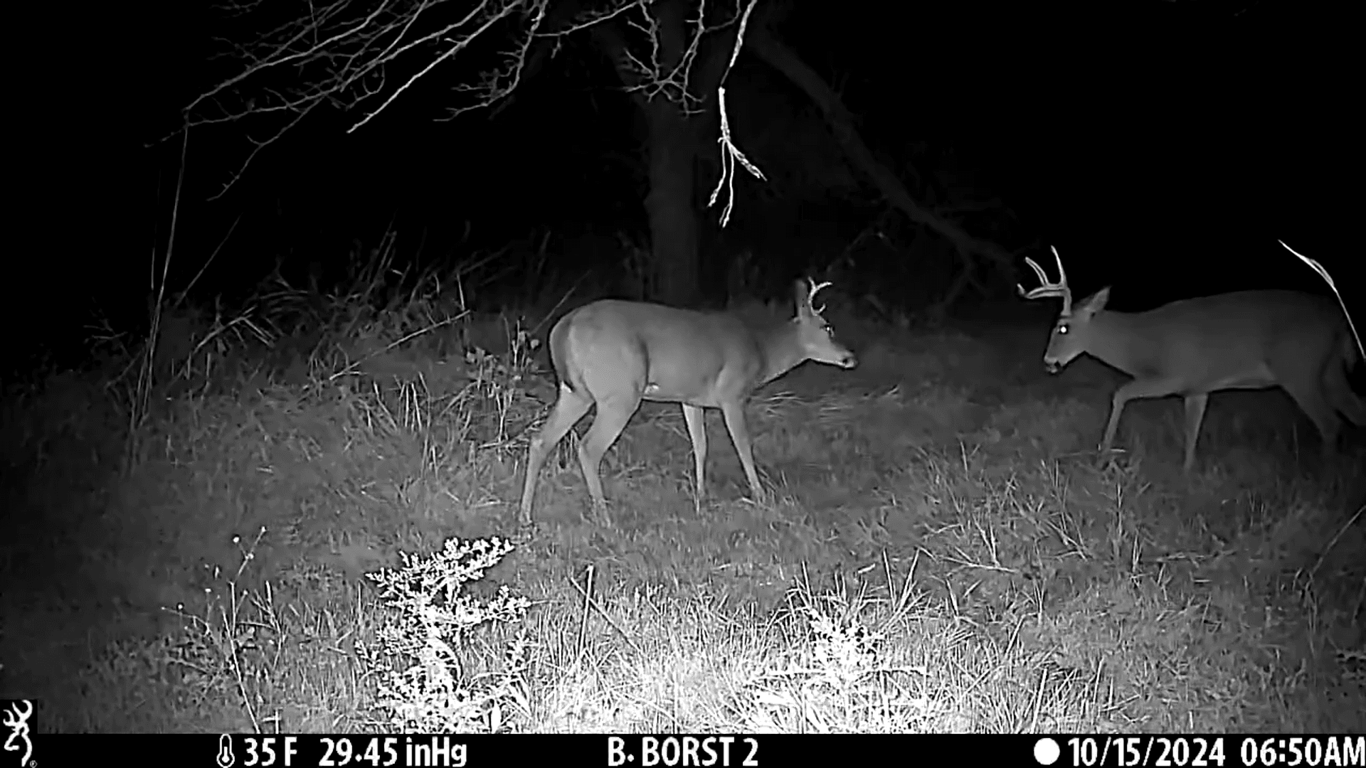 Little buddy is looking to lose an eye!
📸: 
@BrowningCams
 Defender Pro Scout Max HD
#trailcam #rut #bowhunter  #deerhunting #trailcamera #hunting #hunt #bowhunting #w