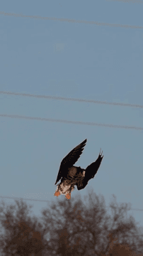Где сейчас летитит гусь? Куда поехать в Беларуси на охоту? Кто уже открылся по гусю? Есть на форуме гусятники?