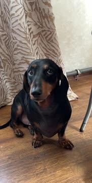 Международный день собак — отличный повод напомнить себе, что лучшая часть моего дня всегда начинается с коротких лапок и выразительного взгляда. Международный день собак — отличный повод напомнить себе, что лучшая часть моего дня всегда начинается с коротких лапок и выразительного взгляда.