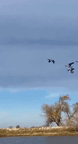 Canadian geese hunting is a popular and challenging pursuit for hunters across the United States. These migratory birds are known for their intelligence, adaptability, an