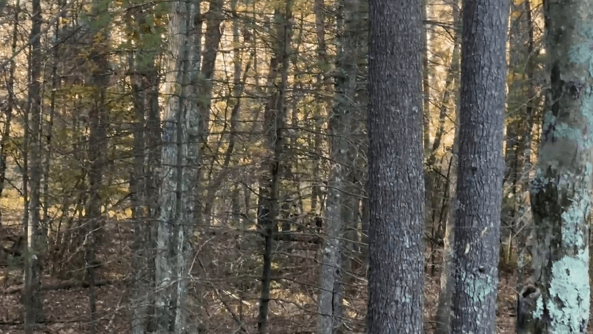 Some people hunt their whole lives and never get to see a bear, and one morning on my PA hunt this big boy stepped out. I was frozen solid and getting discouraged until t