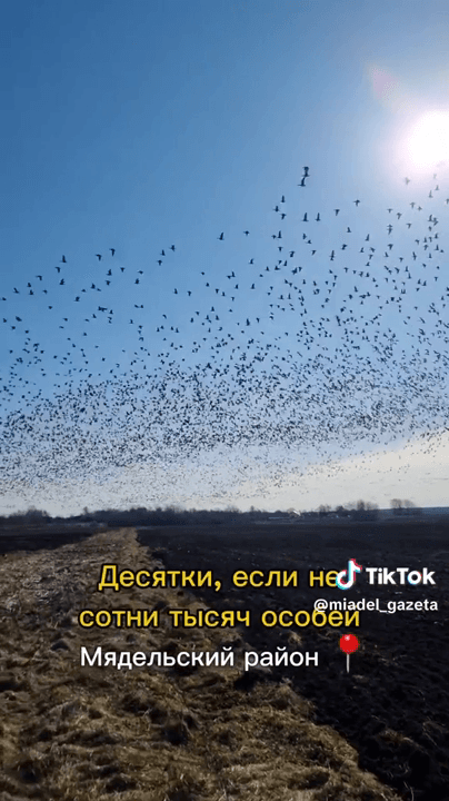 Гуси летят в Мяделе !!! Открытие сезона 2025