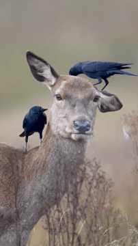 In un salone di bellezza per cervi.
Sì, è vero! Le gazze, insieme ad altre specie di uccelli come le ghiandaie e alcune specie di passeri, a volte si comportano da **"pu