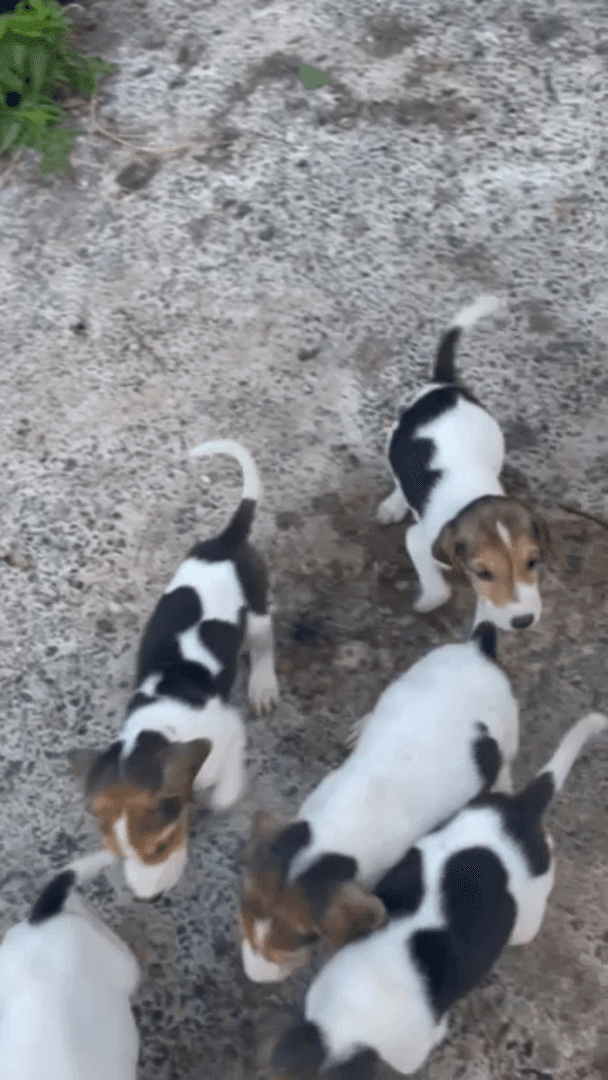 English-Russian Hounds Puppies: Characteristics, Care, and Training Tips
The English-Russian Hound, a breed celebrated for its keen hunting instincts and loyalty, is a f