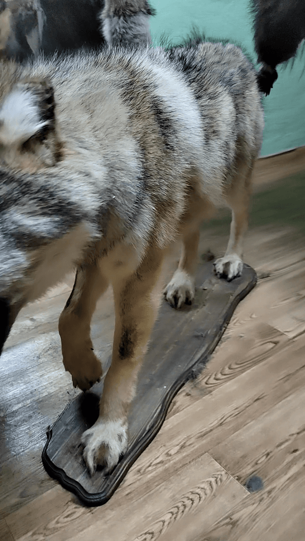 Таксидермическая студия "Лесной трофеи 24" город Красноярск.