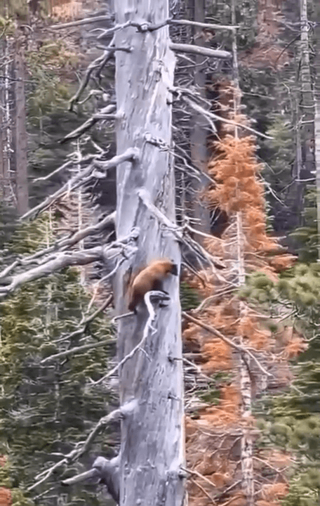 An old legend tells how a bear and an eagle lived for a long time in peace and harmony with each other. They shared their lives in the forest and often met in a clearing,