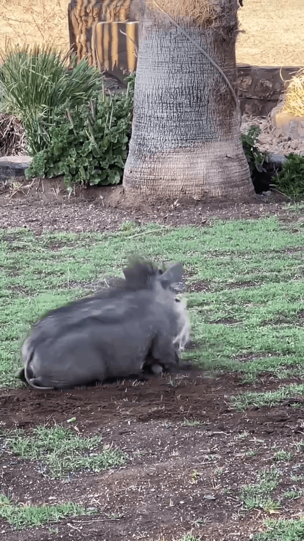 Настоящих Тимона и Пумбу нашли в Намибии. Настоящих Тимона и Пумбу нашли в Намибии.