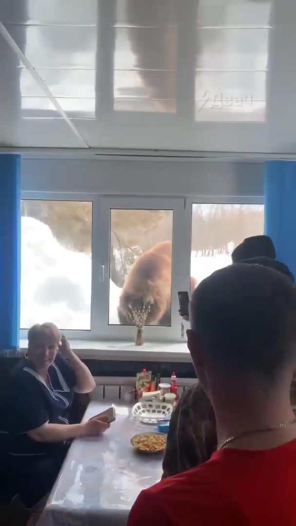На Камчатке медведь подошел к столовой в поселке Малки и постучал в окно
Посетители и сотрудники, похоже, не испугались