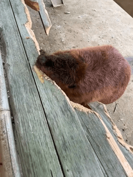 A beaver may seem like a harmful animal, but in fact his diligence and desire to transform landscapes for himself are so strong that they are more than successful.
What