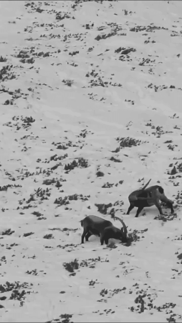 So, are they goats or antelopes?🎯🐐