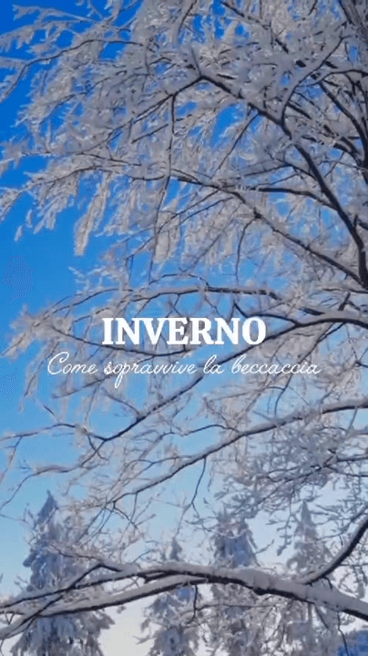 Il museo italiano della Beccaccia ha pubblicato un video. 
La beccaccia è un vero maestro dell'adattamento, in grado di tollerare con destrezza anche forti schiocchi fre