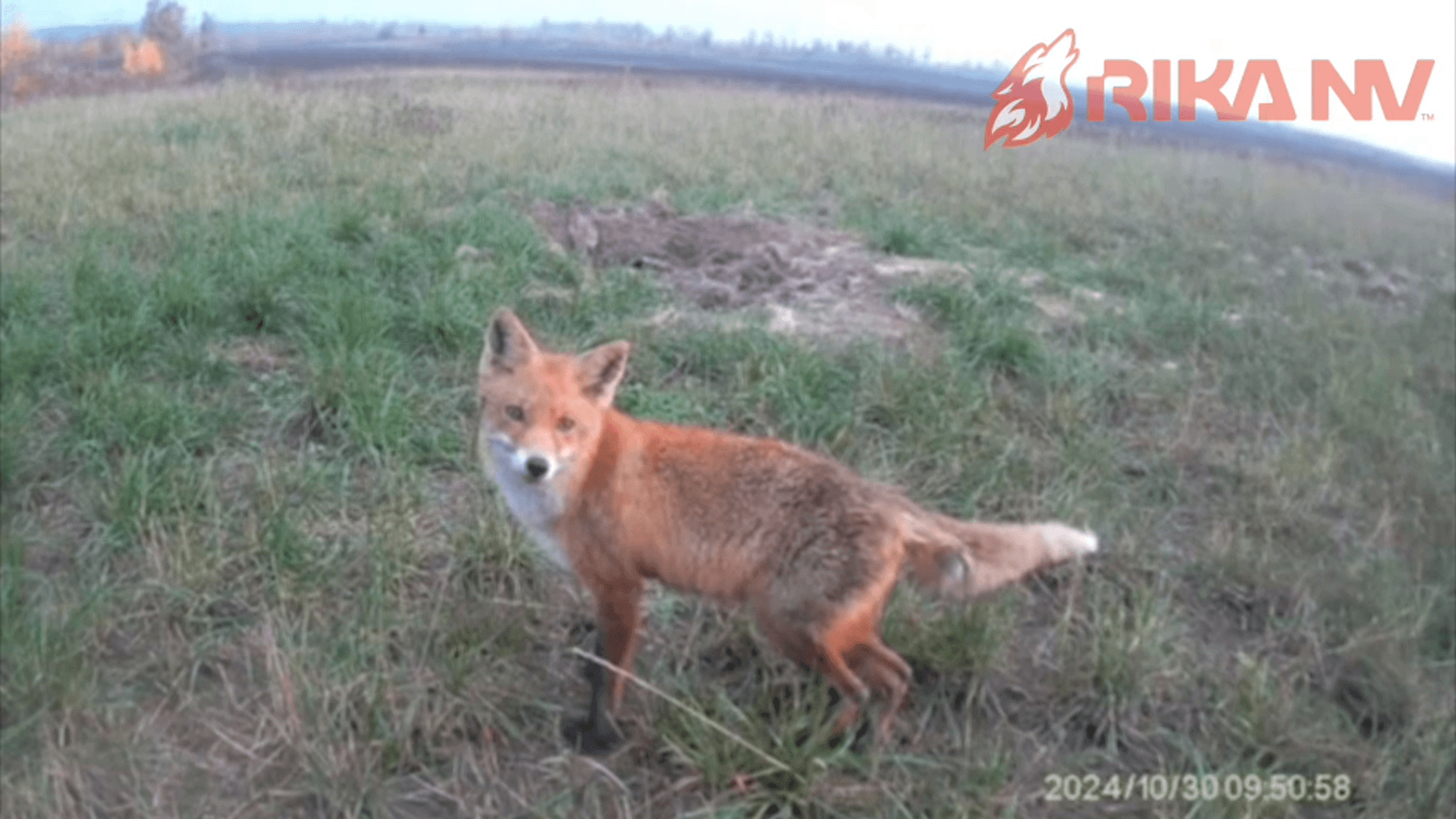 Foxes in the Wild: Charming Camera Trap Shots
In the world of wildlife, foxes always attract attention with their grace and cunning. Recently, a camera trap was installe