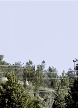 Iran. Bald eagle attacks