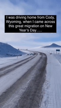 Pronghorn Antelopes in Cody, Wayoming.
More than 20,000 antelopes cross the highway.
The driver will have to wait a long time for the whole herd to pass through the road