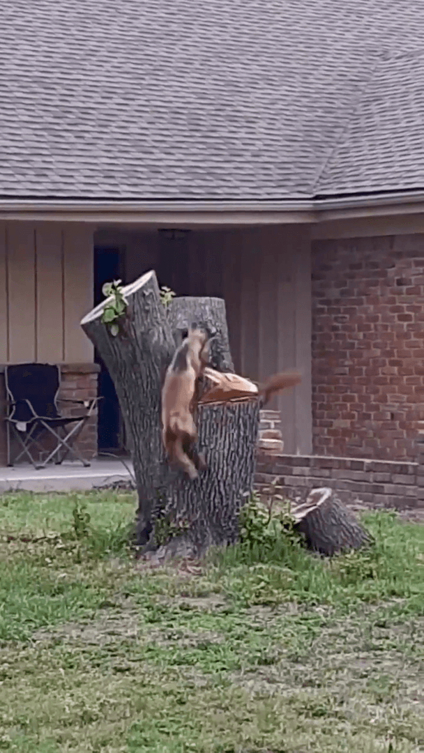 Can a fox hunt a squirrel?
Yes, foxes can and do hunt squirrels as part of their natural behavior. Foxes are carnivorous predators, and squirrels can be a part of their