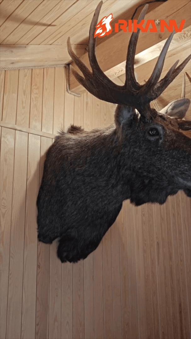 Have a nice day from our RikaNV team, which we start with trophies! ☀️
Recently, a hunter from our club sent a photo with a trophy he got, and now the finished head is h