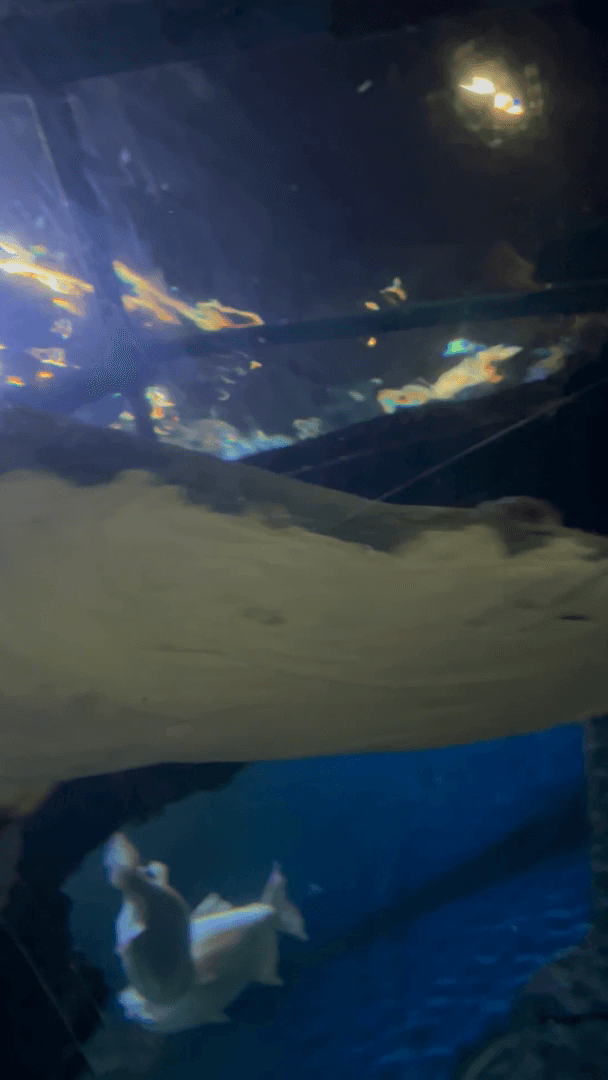 Сколько роллов получится из этой рыбы?